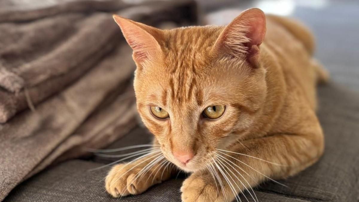 Orange cat