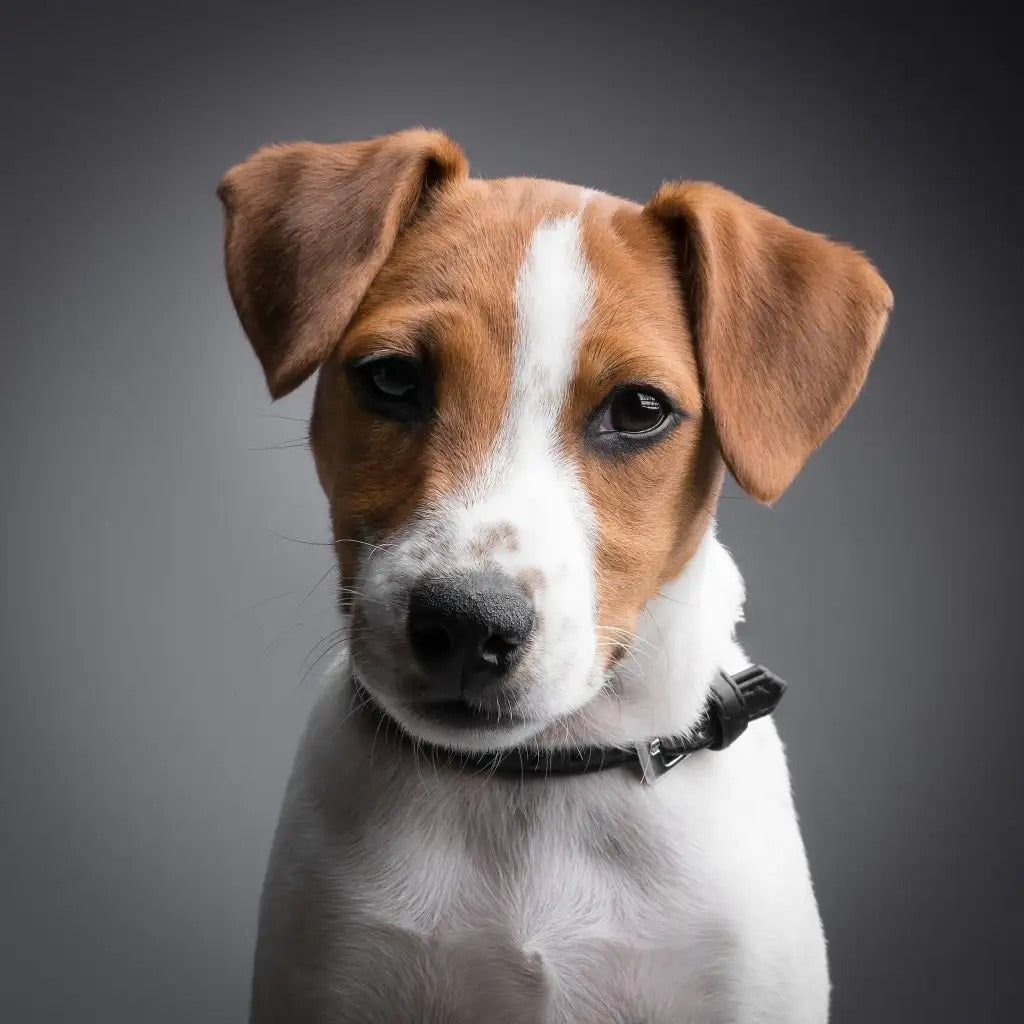 Jack dog